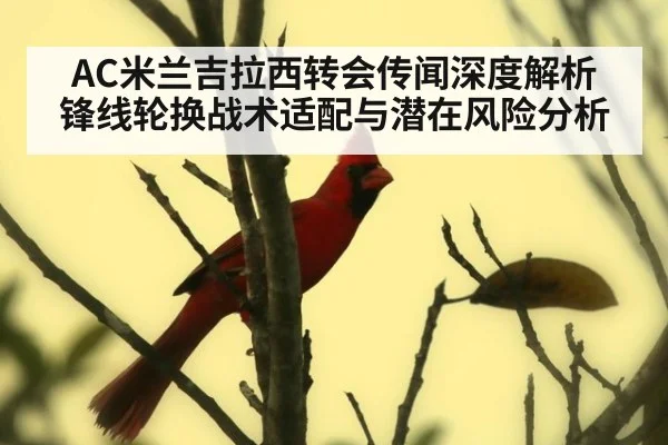 AC米兰吉拉西转会传闻深度解析 锋线轮换战术适配与潜在风险分析
